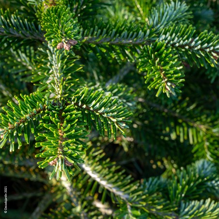 Sapin De Noël Nordmann coupé, couleur vert frais. Disponible sous 6 tailles.