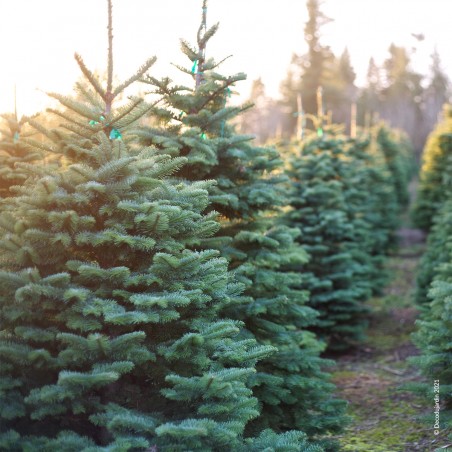 Sapin De Noël Nordmann coupé, couleur vert frais. Disponible sous 6 tailles.